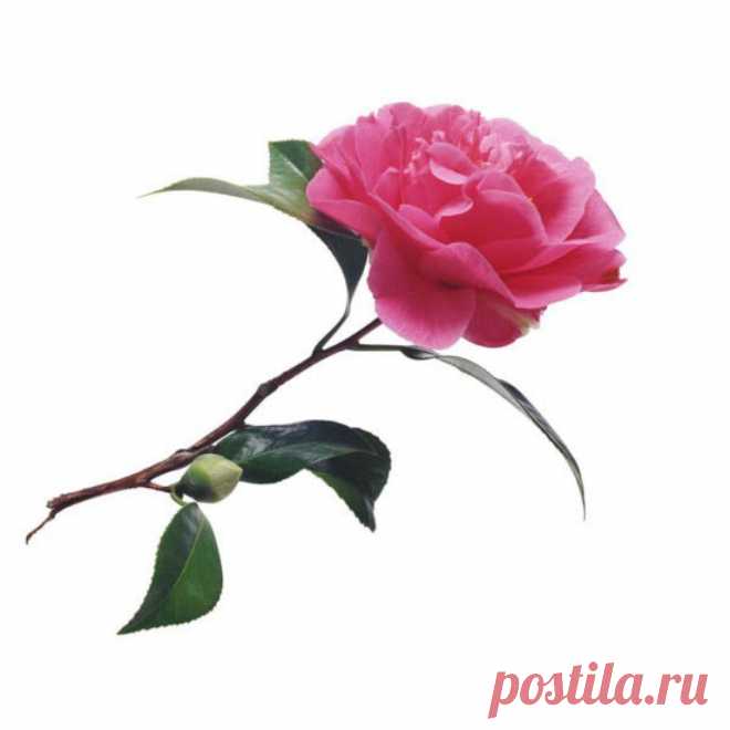 Камелия. Мифы и реальность. Часть 2. "Дама с камелиями"