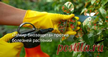 «Тамир биозащита» против болезней растений Болезни растений часто досаждают садоводам, заставляя усомниться в правильности собственных действий. А чтобы наши растения пережили все трудные времена, необходимо их к этим трудностям подготовить