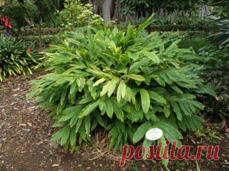 Кардамон. Надо знать. | Мамам, женщинам, бабушкам и очень любознательным.