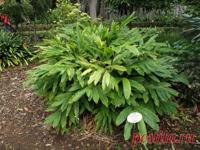 Кардамон. Надо знать. | Мамам, женщинам, бабушкам и очень любознательным.