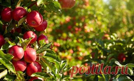 10 сортов яблонь, которые почти ничем не болеют | Яблоня, груша (Огород.ru)