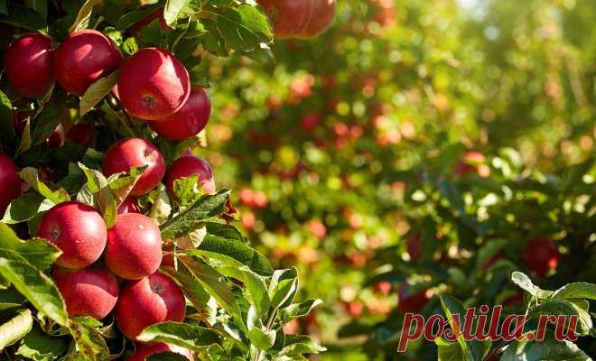 10 сортов яблонь, которые почти ничем не болеют | Яблоня, груша (Огород.ru)