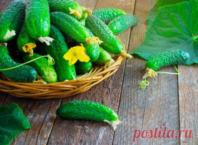 САМЫЙ ВКУСНЫЙ РЕЦЕПТ СОЛЕНЫХ ОГУРЧИКОВ, КОТОРЫМ ПОЛЬЗУЮСЬ УЖЕ 20 ЛЕТ!