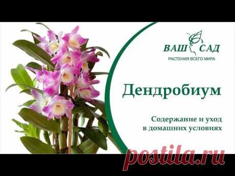 Орхидея Дендробиум - Самые важные правила ухода и выращивания от Ваш сад
