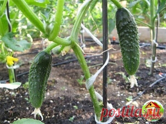 Правильный уход за огурцами!

Корневая система огурца не в состоянии обеспечить водой и питательными веществами все завязи которые формируются на кусте.Поэтому приходится самостоятельно разгружать куст от лишних завязей. Формирование куста огурца делаю такой схеме:
Чтобы дать кусту возможность нормально развиться и окрепнуть удаляю с первых пяти узлов все пасынки и плоды. Отсчёт начинаю с семядольных листочков.

На шестом и седьмом узлах оставляю только плоды, а пасынки уд...