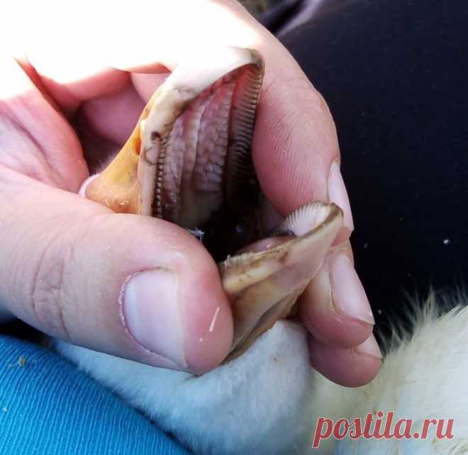 9 фактов о животных, которые удивят даже многих зоологов