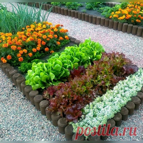 Сею бархатцы на каждом клочке земли и горя не знаю.