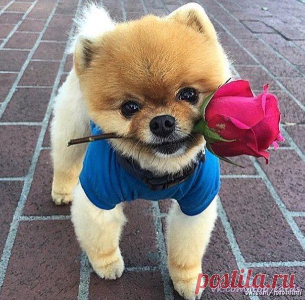 Эта роза Вам!☺🙂