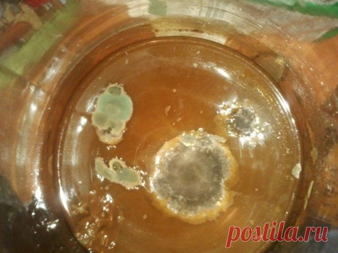 Выращивание чайного гриба с нуля !