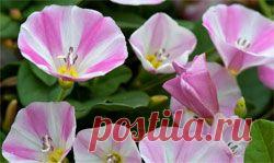 Вьюнок полевой