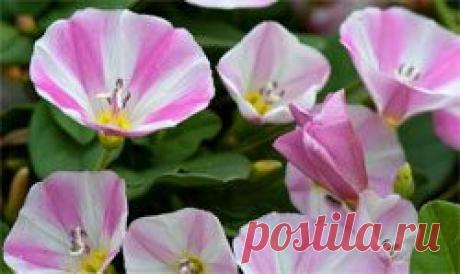 Вьюнок полевой