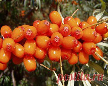 Как вырастить на огороде облепиху | Дача - впрок