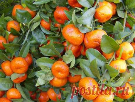 Это мандарины с мегрелии