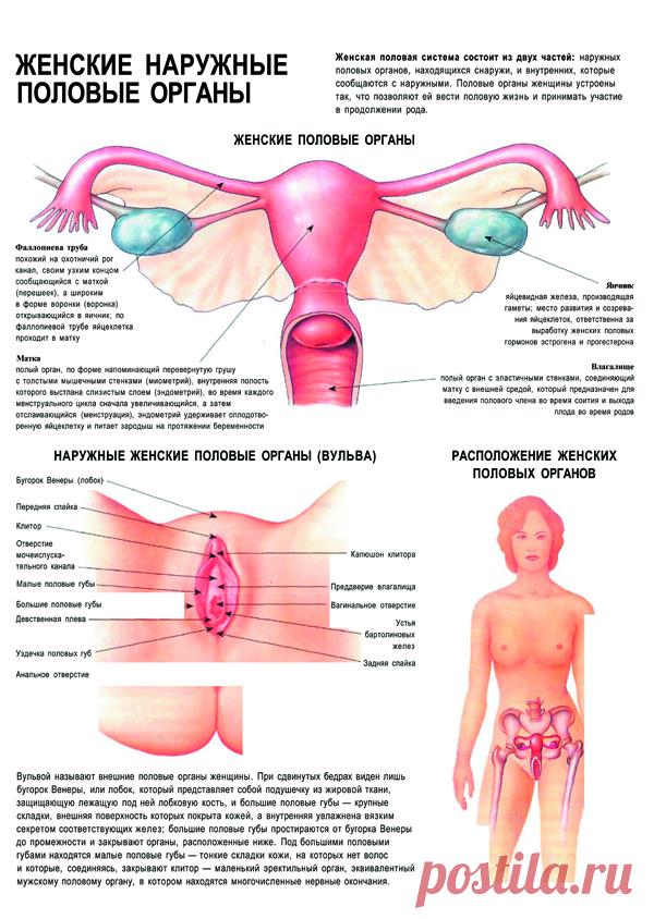 Плакат женские наружные половые органы – Полимапия Плакат женские наружные половые органы из серии анатомических и медицинских плакатов. Ребенок мужского пола рождается с клетками,которые позже развиваются в зрелые сперматозоиды.В яичках взрослого человека сперматозоиды образуются со скоростью 1000 клеток в сек.