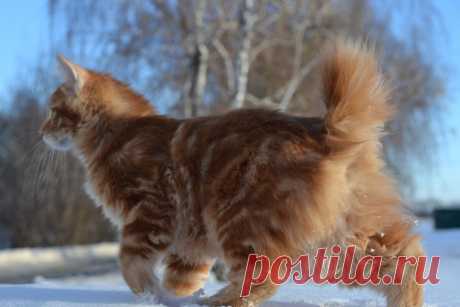Бобтейл: Бесхвостый кот с жаждой приключений. Порода, которую нужно выгуливать, как собак! | Книга животных | Яндекс Дзен