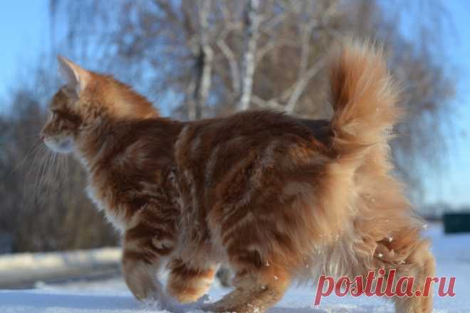 Бобтейл: Бесхвостый кот с жаждой приключений. Порода, которую нужно выгуливать, как собак! | Книга животных | Яндекс Дзен