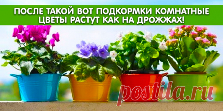 После такой вот подкормки комнатные цветы растут как на дрожжах! | Полезные советы