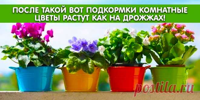 После такой вот подкормки комнатные цветы растут как на дрожжах! | Полезные советы