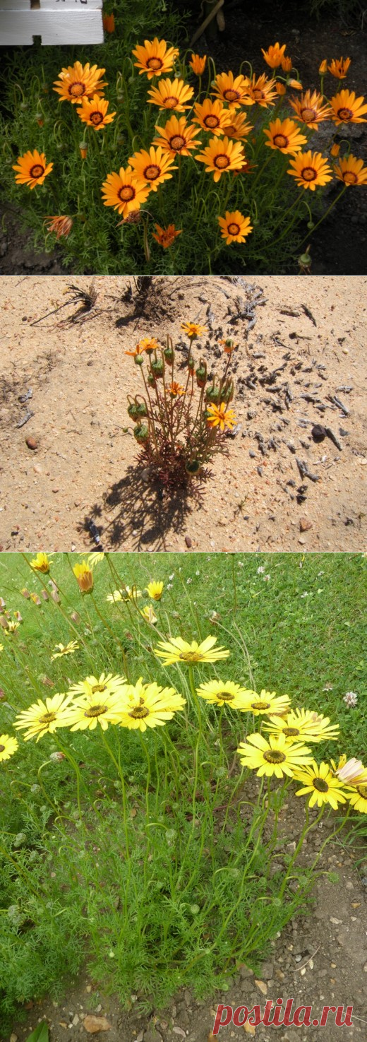 Урсиния — яркие цветки стойких клиноусиков