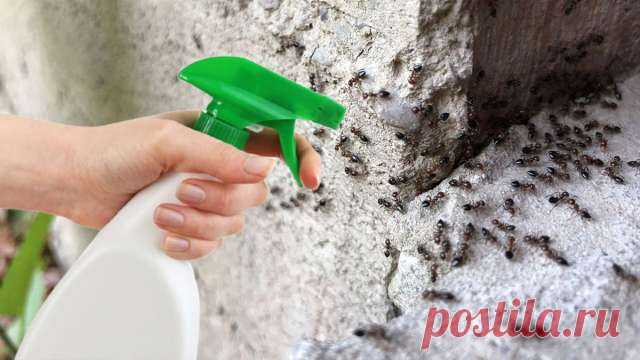 Что делать, чтобы отпугнуть муравьев: действенные способы, как избавиться от насекомых в квартире, доме, бане и на даче — Дачный участок
