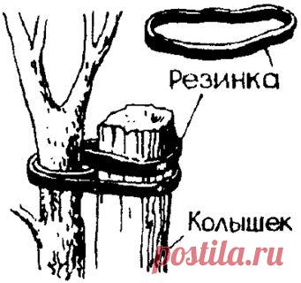 Если саженец прикреплять к колышку с помощью резинового кольца так, как это показано на рисунке, то растение не пострадает.