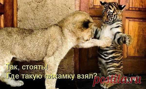 Группа: Хохотушки