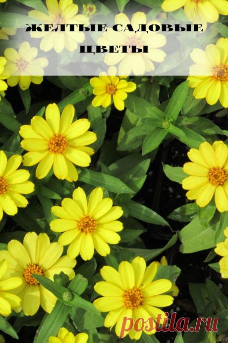 желтые садовые цветы