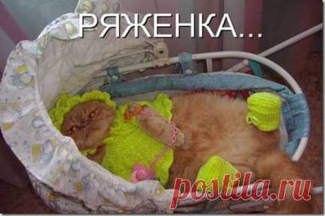 И опять коты... / Болталка / Юмор