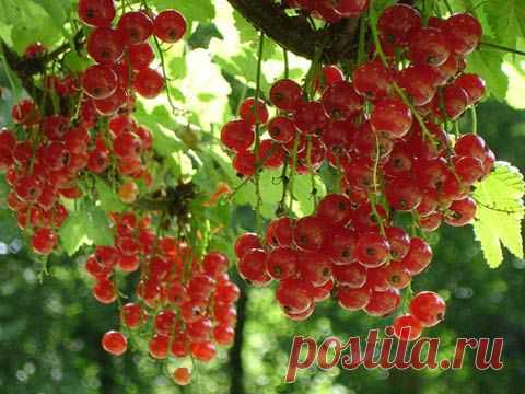 Уникальный способ защиты черной и красной смородины от почкового клеща