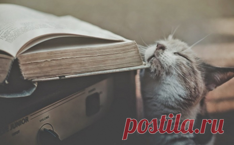 Тест на определение уровня вашей образованности🚀