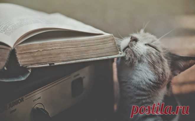 Тест на определение уровня вашей образованности🚀