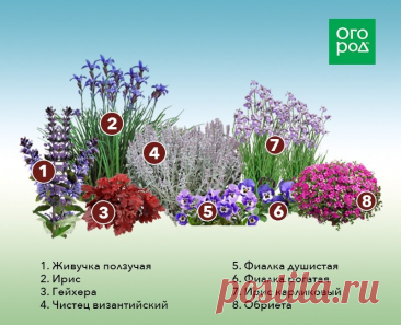 Схема клумбы