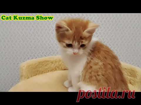 Подбросили котенка в подъезд. Кот Кузя стал для котенка лучшей нянькой.