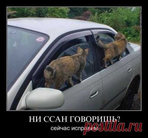 Как вычислить “кошатника"(55 фото)