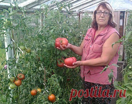 Полезные свойства томатов | Новости здоровья - здоровый образ жизни