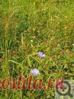 Для чего собирают цикорий