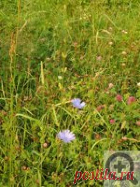 Для чего собирают цикорий