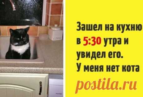 30 случаев, когда люди думали, что у них нет кота, но вот же он