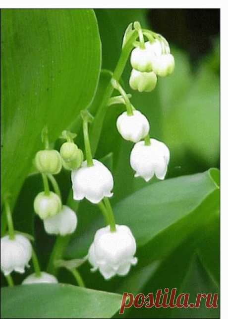 EVERY KIND OF FLOWERS – Сообщество – Google+