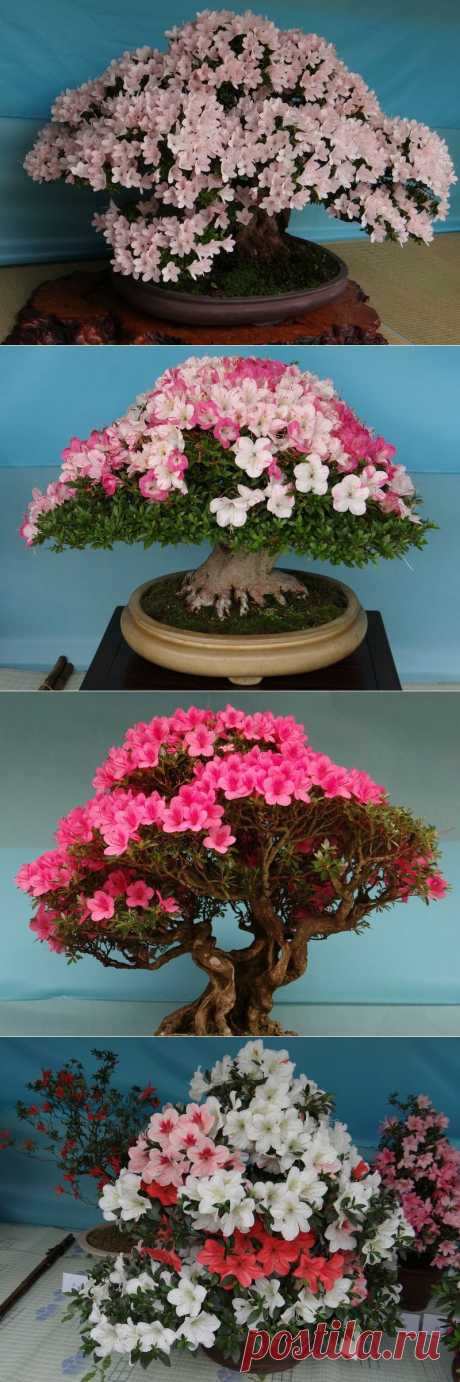 Выставка азалиевых бонсай в токийском парке Уэно 2013.