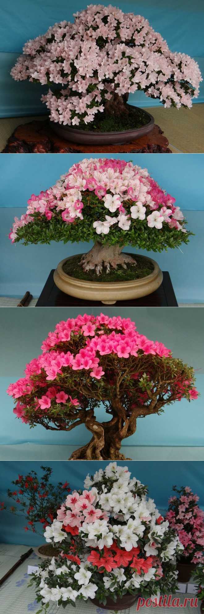 Выставка азалиевых бонсай в токийском парке Уэно 2013.