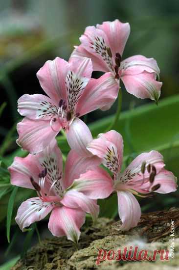 Alstroemeria