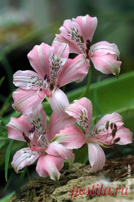 Alstroemeria