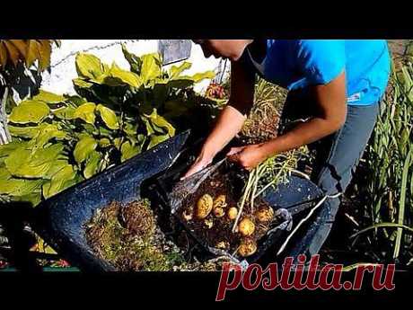 Картофель в соломе, в сфагнуме (мох) и в коробе - YouTube
