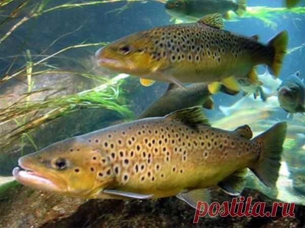 Кумжа. Состав, калорийность, как вкусно приготовить кумжу | Краше Всех