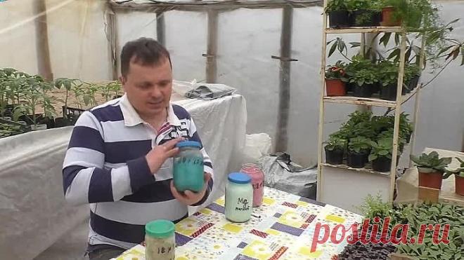 Первая- очень важная подкормка рассады перца!