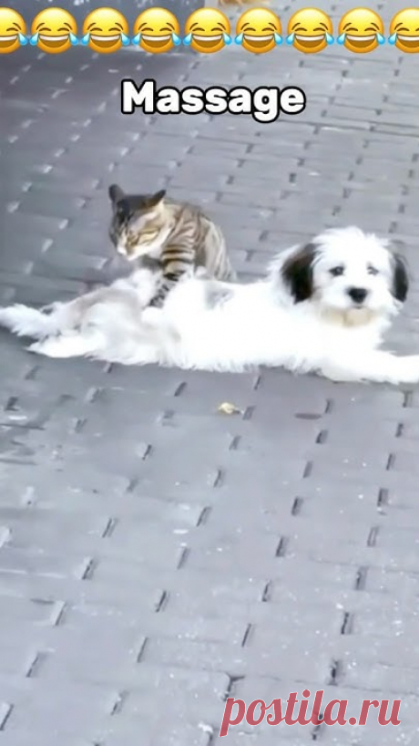 Dogs and cats ❤️🤣🤣🤣🤣 #funnycatvideos #funnydogvideos #fypシ゚viral #lovedog #lovecats