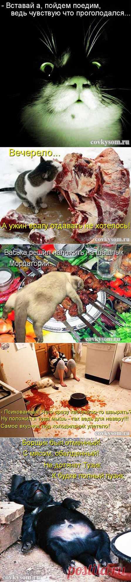 Пойдем поедим - смешные котоматрицы плюс видеоролик | Со вкусом