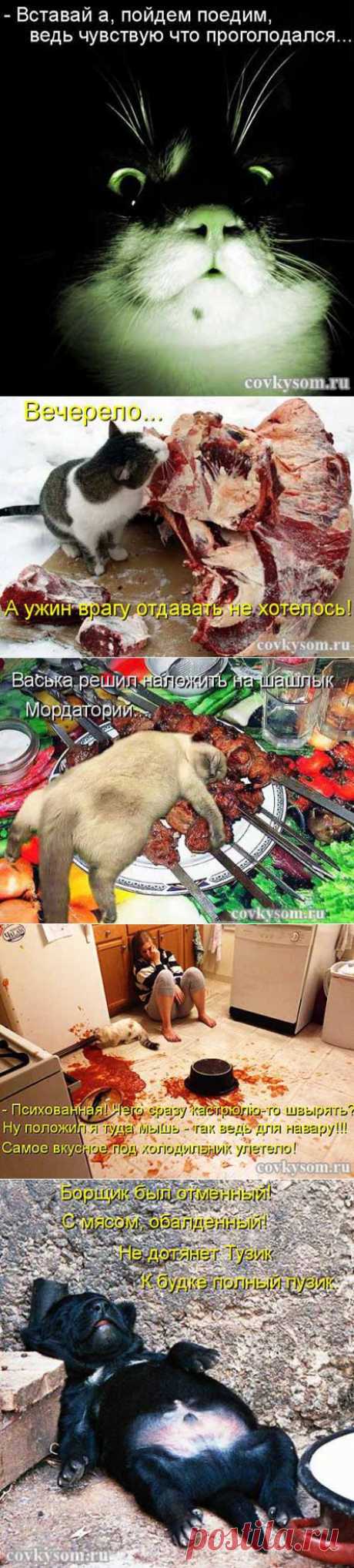 Пойдем поедим - смешные котоматрицы плюс видеоролик | Со вкусом