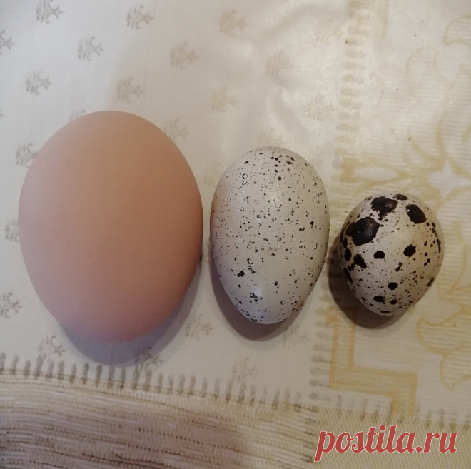 Почему куры несут мелкие яйца. В чем причина и что делать? | Фермерша:)Из города в деревню. | Яндекс Дзен